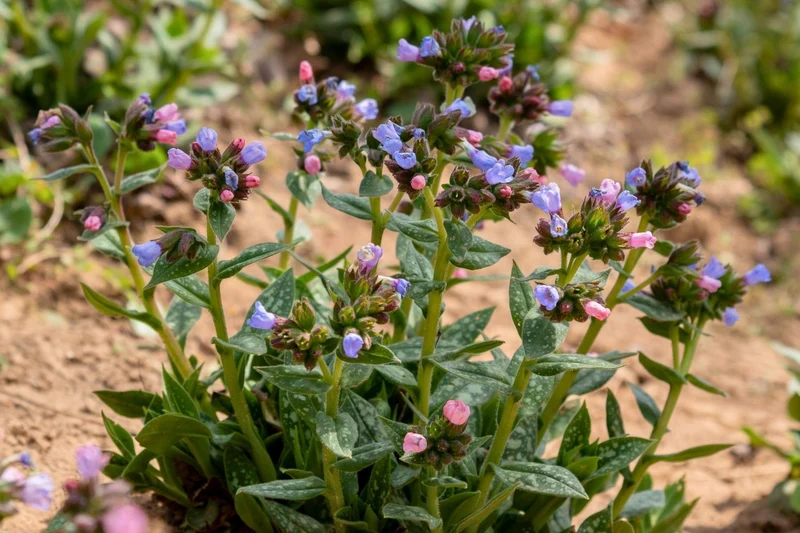 Pulmonaria 'Twinkle Toe' (Lungenkraut)