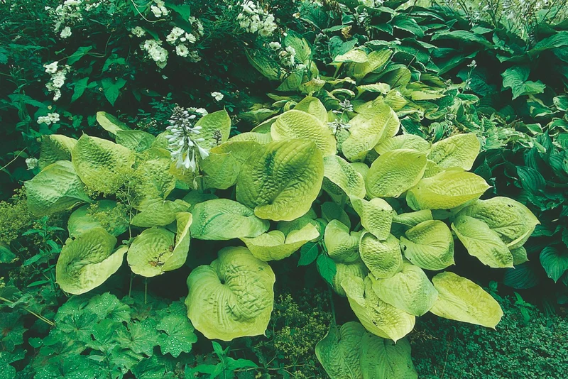 Hosta 'Zounds' (Funkie | Herzblatt-Lilie)