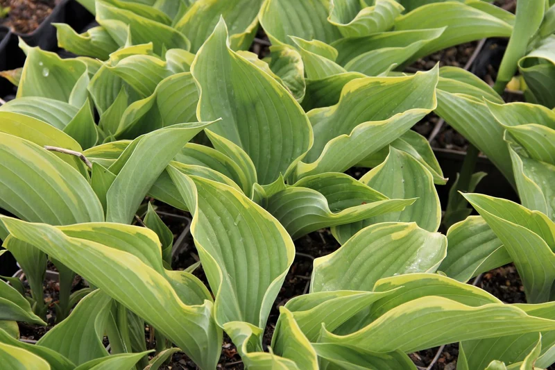 Hosta 'Victory' (Funkie)