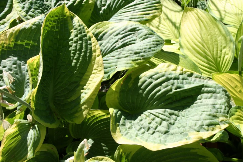 Hosta 'Frances Williams' (Funkie | Herzblattlilie)