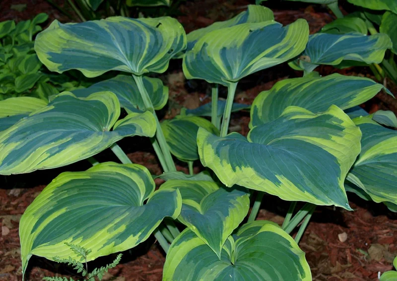 Hosta 'Earth Angel' (Funkie | Herzblattlilie)