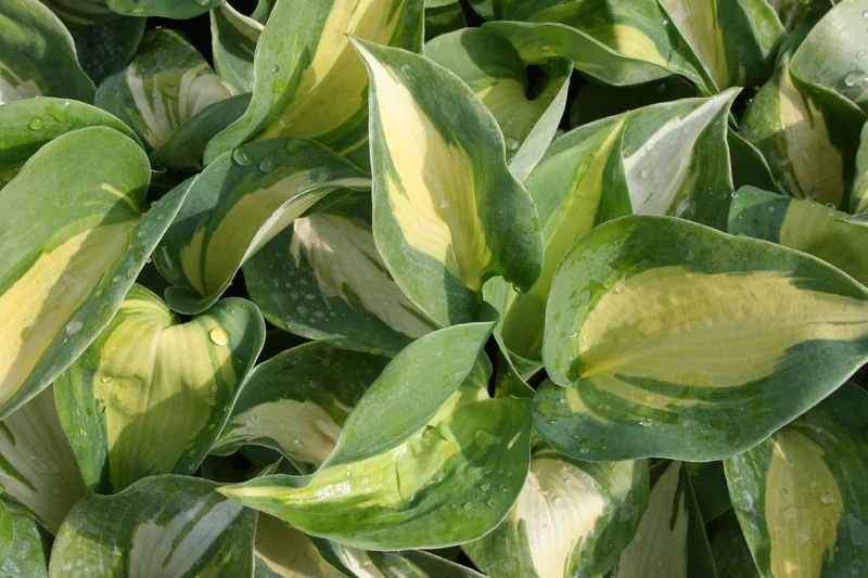 Hosta 'Dreamweaver' (Funkie)
