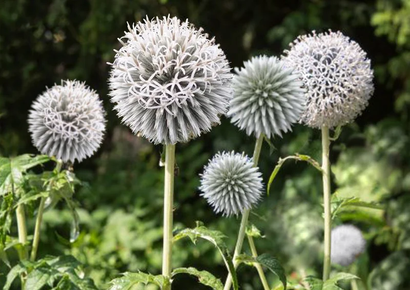 Echinops banaticus 'Starfrost' (Weiße Kugeldistel)