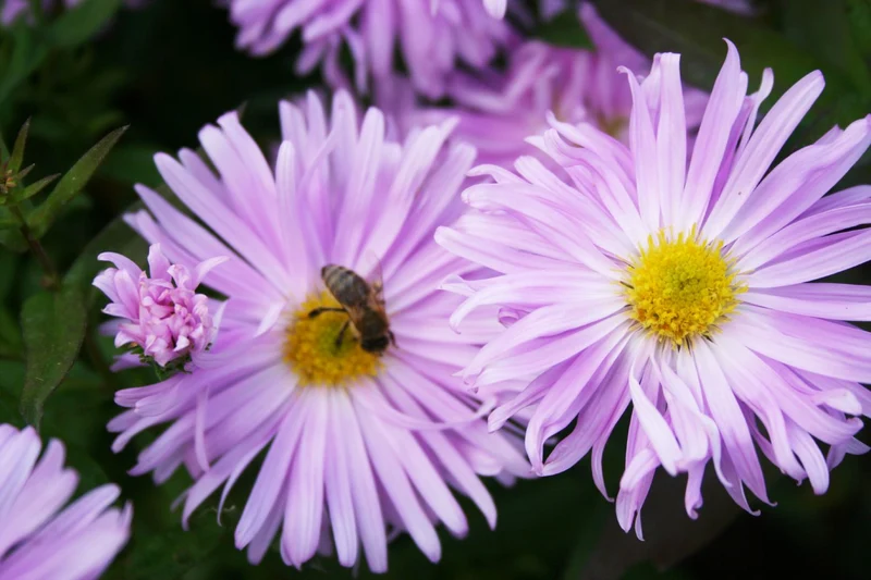 Aster novi-belgii 'Fellowship' (Glattblatt-Aster)