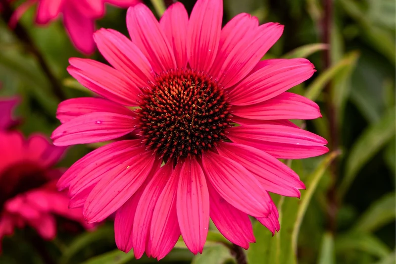 Echinacea 'Sensation Wild Romance' ® (Scheinsonnenhut)