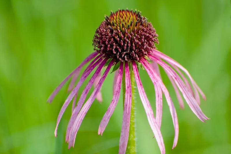 Echinacea pallida (Scheinsonnenhut)