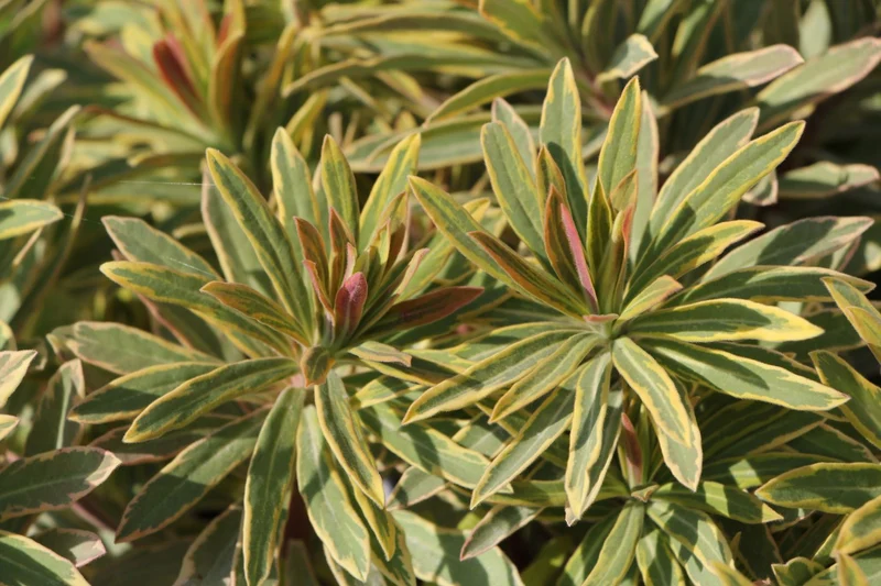 Euphorbia x martinii 'Ascot Rainbow' (Busch-Wolfsmilch)