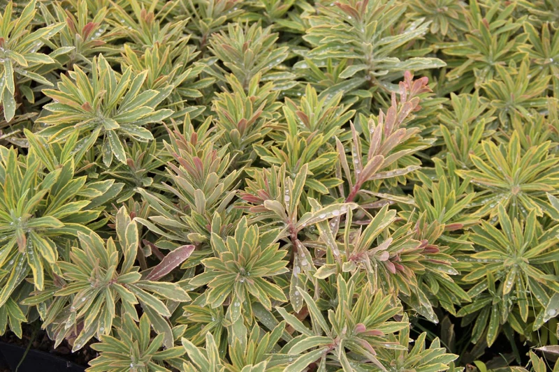 Euphorbia x martinii 'Ascot Rainbow' (Busch-Wolfsmilch)