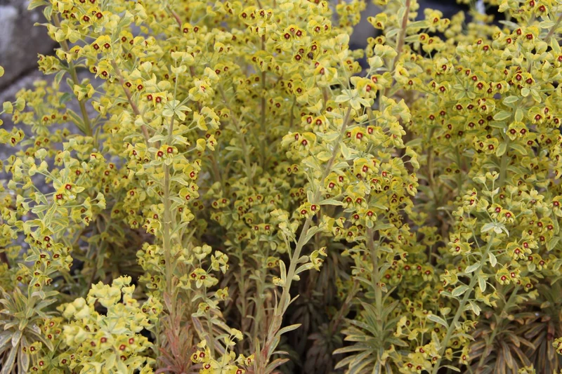 Euphorbia x martinii 'Ascot Rainbow' (Busch-Wolfsmilch)