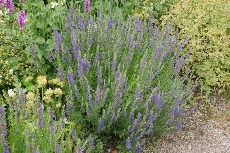 Hyssopus officinalis, Ysop (Apotheker-Ysop)