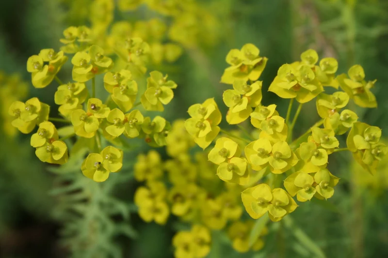 Euphorbia seguieriana ssp.niciciana (Bläuliche Wolfsmilch)