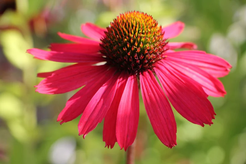 Echinacea 'Glowing Dream' ® (Scheinsonnenhut)