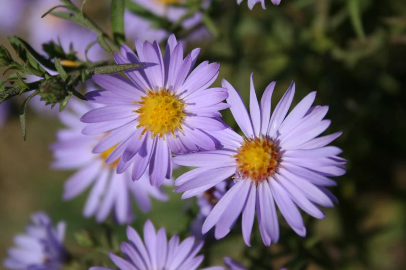 Aster dumosus 'Lady in Blue' (Garten-Kissen-Aster)