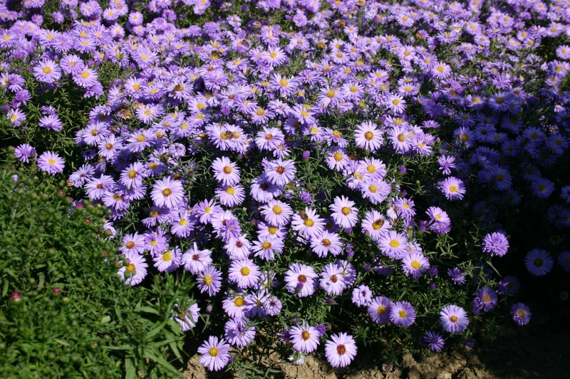 Aster dumosus 'Lady in Blue' (Garten-Kissen-Aster)