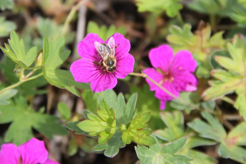 Geranium psilostemon x sang. 'Little David' (Storchschnabel)
