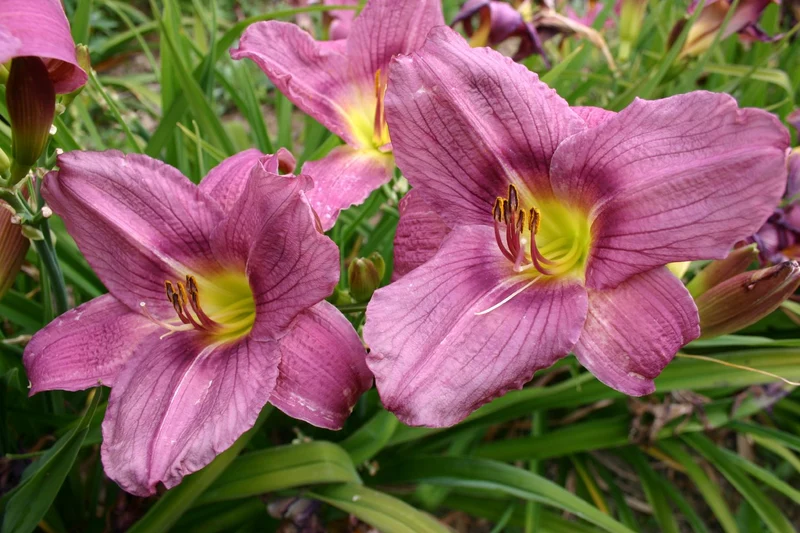 Hemerocallis 'Allen Wild' (Großblumige Taglilie)
