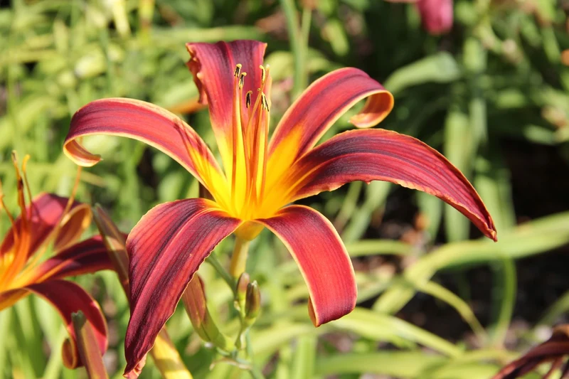 Hemerocallis 'Aabachee' (Großblumige Taglilie)