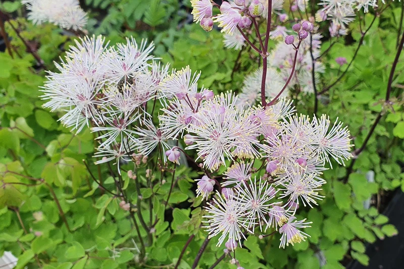 Thalictrum aquilegifolium 'Nimbus White' ® (Akeleiblättrige Wiesenraute)