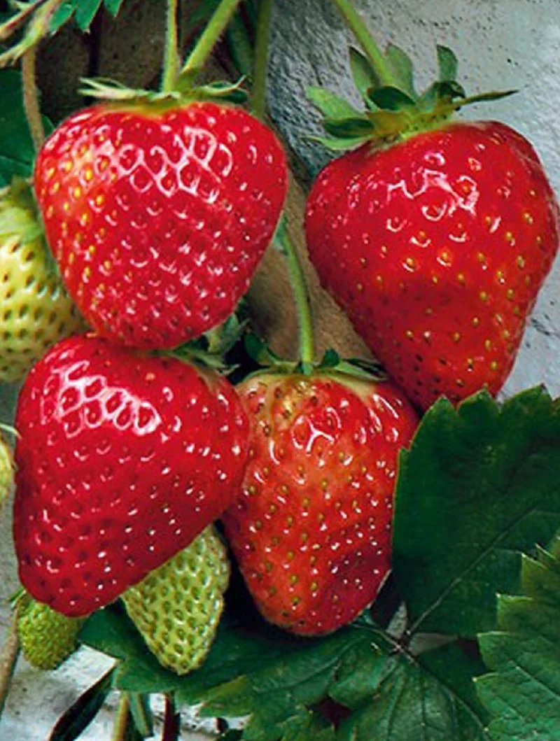 Fragaria vesca 'Lambada' (Gourmet-Erdbeere)