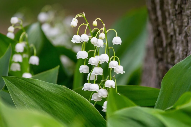 Convallaria majalis (Maiglöckchen)