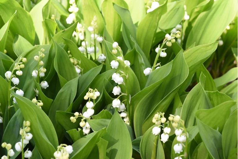 Convallaria majalis (Maiglöckchen)