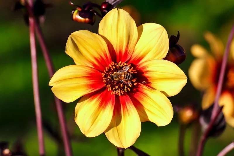 Dahlia 'Sunshine' (Mignondahlie)