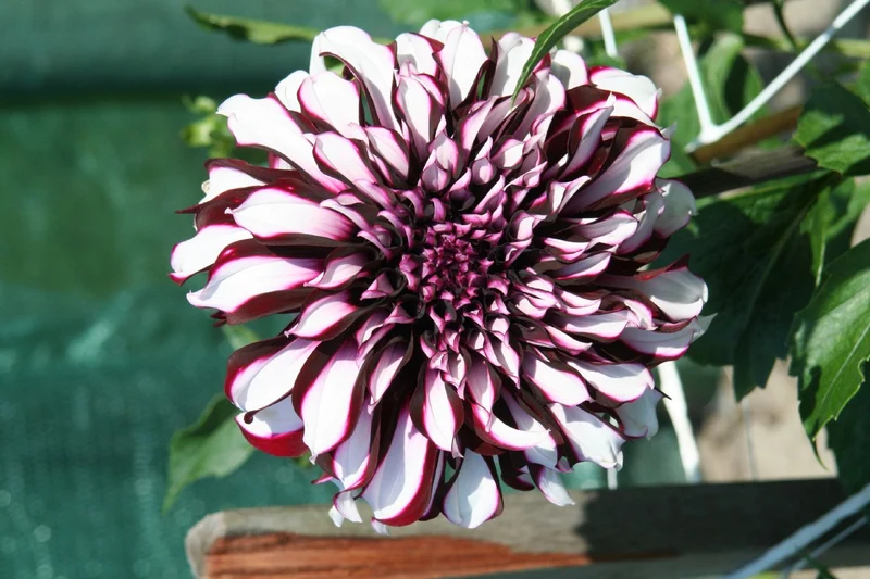 Dahlia 'Tartan' (Schmuckdahlie)