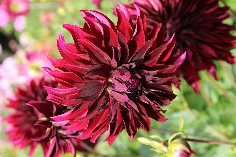Dahlia 'Rip City' (Schmuckdahlie)