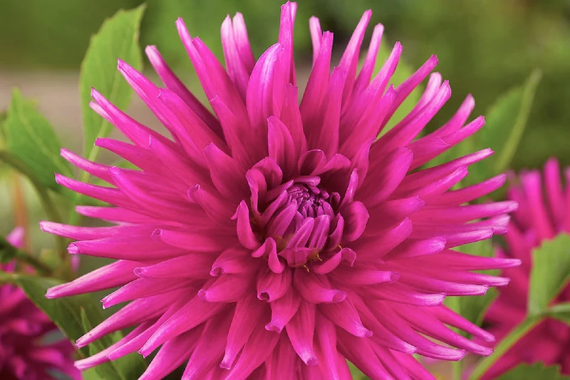 Dahlia 'Purple Gem' (Kaktus-Dahlie)