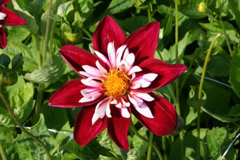 Dahlia 'Night Butterfly' (Halskrausen-Dahlie)