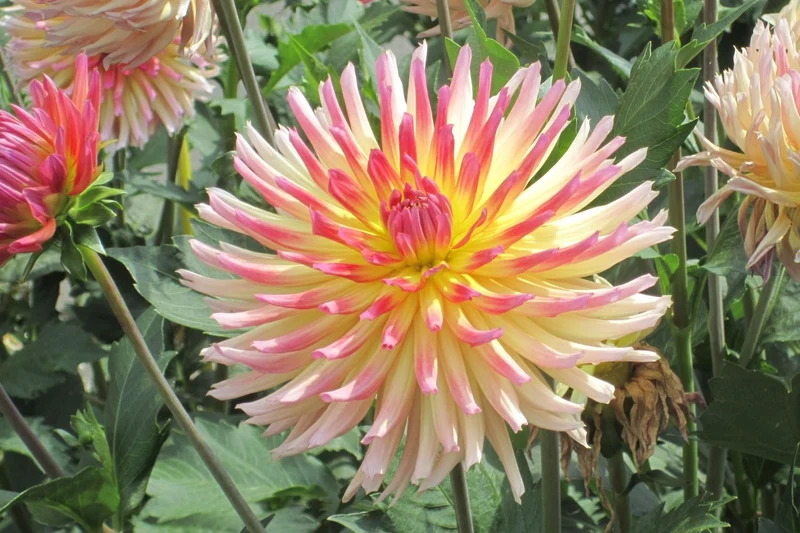 Dahlia 'Karma Sangria' (Kaktusblütige Dahlie)