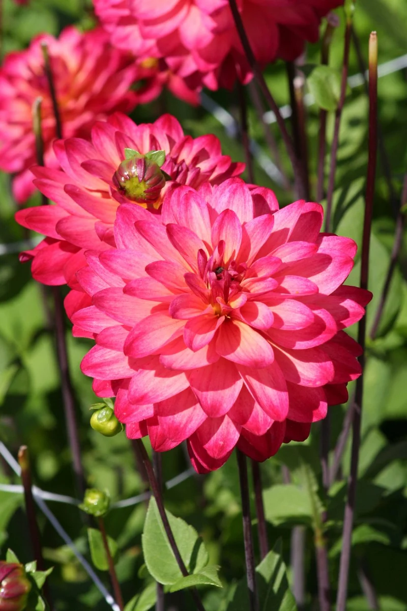 Dahlia 'Great Silence' (Schmuck-Dahlie)