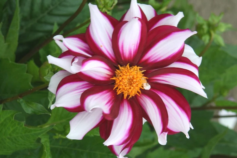 Dahlia 'Edge of Joy' (Mignon-Dahlie)