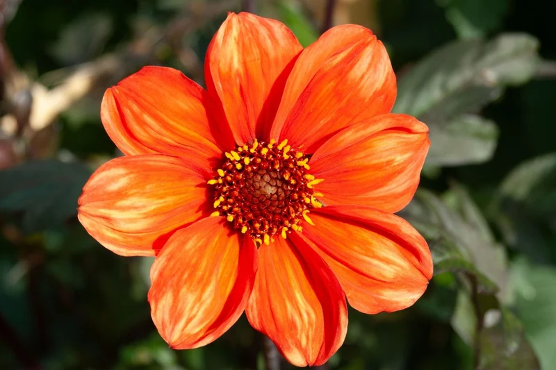 Dahlia 'Bishop of Oxford' (Duplex-Dahlie)