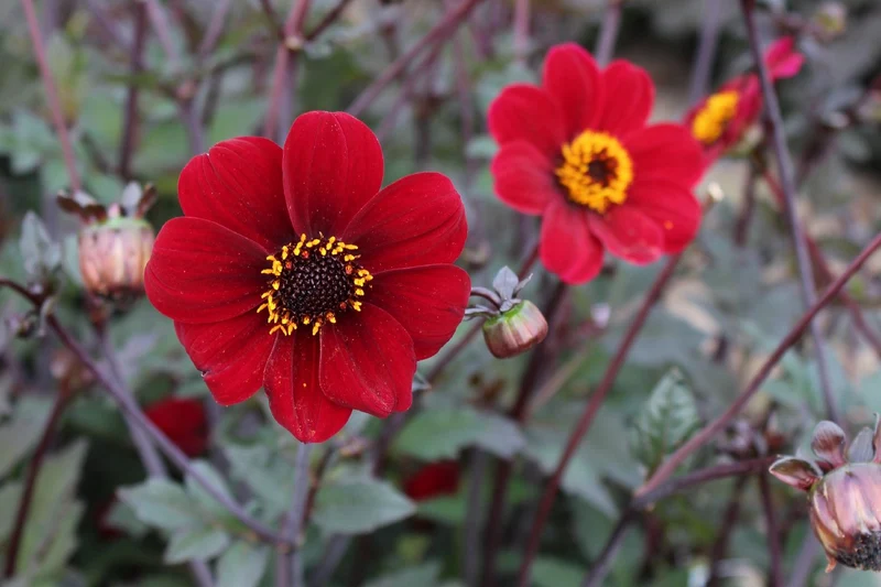 Dahlia 'Bishop of Auckland' (Duplex-Dahlie)