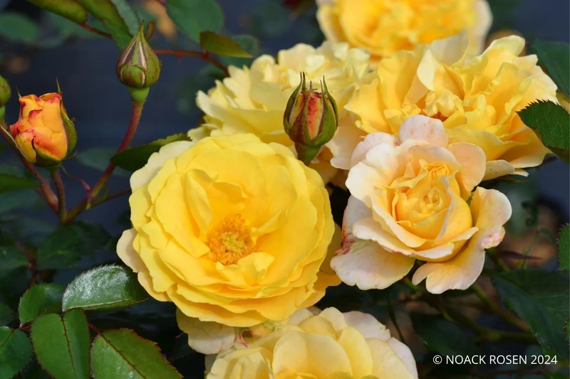 Rose 'Sonnenglanz' ® (Bodendeckerrose)