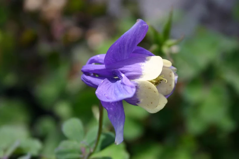 Aquilegia flabellata var. pumila 'Ministar' (Miniatur-Akelei)