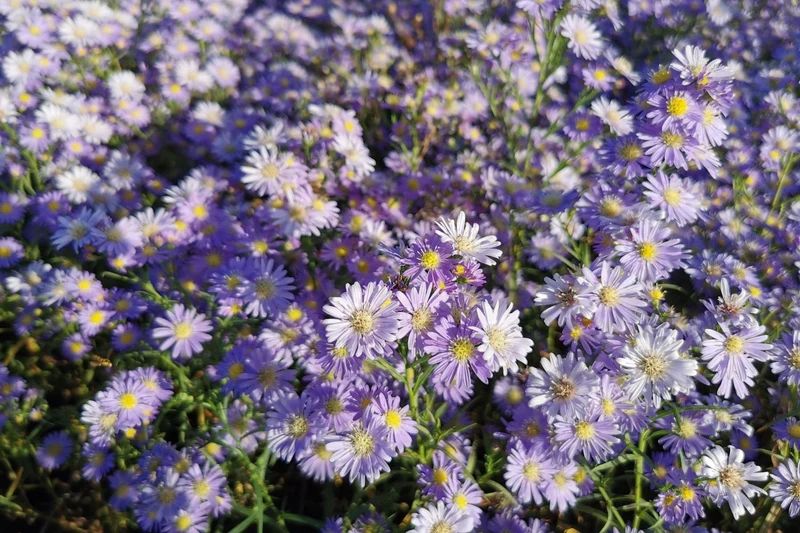 Aster ericoides 'Blue Wonder' (Myrtenaster)