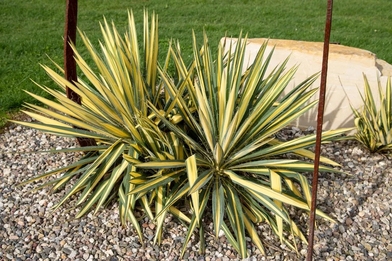 Yucca flaccida 'Color Guard' (Panaschierte Palmlilie)