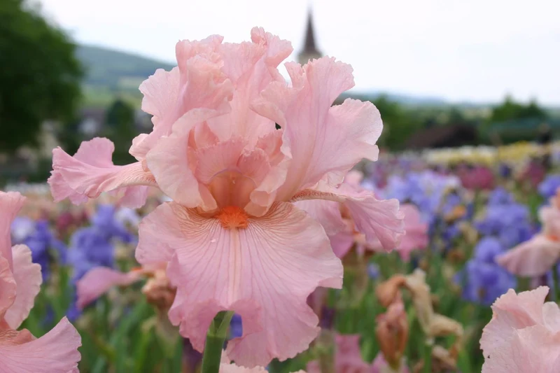 Iris Barbata-Elatior 'Helene C' (Hohe Bartschwertlilie)
