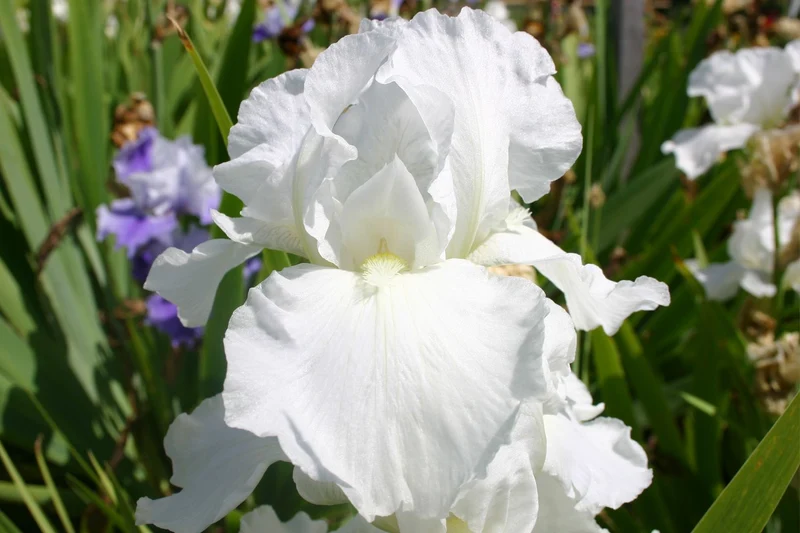 Iris Barbata-Elatior 'Cliffs of Dover' (Hohe Garten-Schwertlilie)