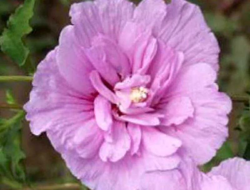 Hibiscus syriacus 'Lavender Chiffon' ® (Rosen- bzw. Strauch-Eibisch)