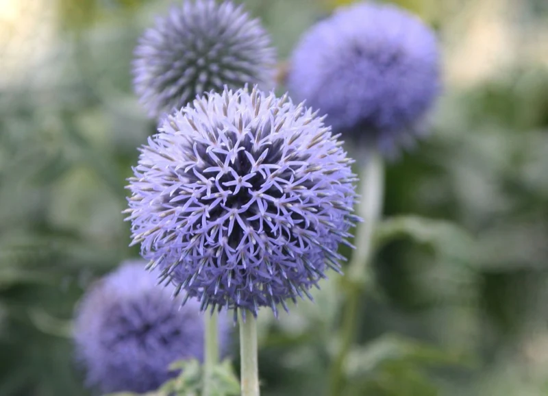 Echinops banaticus 'Blue Globe' (Kugeldistel)