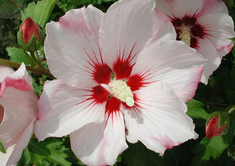 Hibiscus syriacus 'Hamabo' (Roseneibisch)