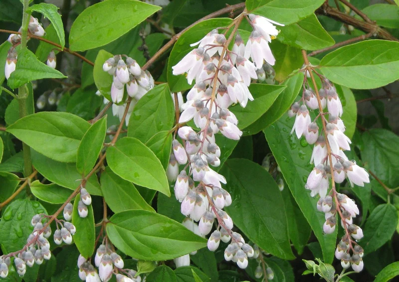Deutzia pulchra (Schöne Deutzie)