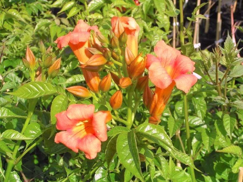 Campsis tagliabuana 'Mme Galen' (Großblütige Klettertrompete)