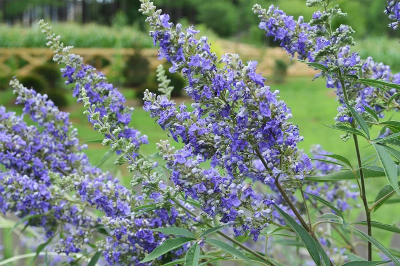 Vitex 'Delta Blues' ® (Mönchspfeffer)