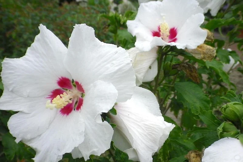 Hibiscus syriacus 'Red Heart' (Roseneibisch)