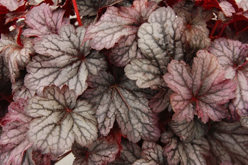Heuchera 'Shanghai' (Purpurglöckchen)