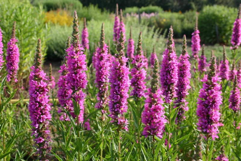 Lythrum salicaria 'Stichflamme' (Blut-Weiderich)